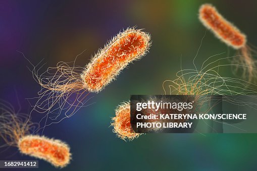 Pseudomonas aeruginosa bacteria, illustration Pseudomonas aeruginosa bacteria, illustration