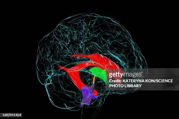 ventricular system of the brain, illustration - diencephalon stock illustrations