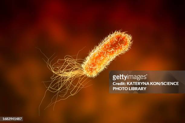 ilustraciones, imágenes clip art, dibujos animados e iconos de stock de pseudomonas aeruginosa bacterium, illustration - sistema inmunocomprometido
