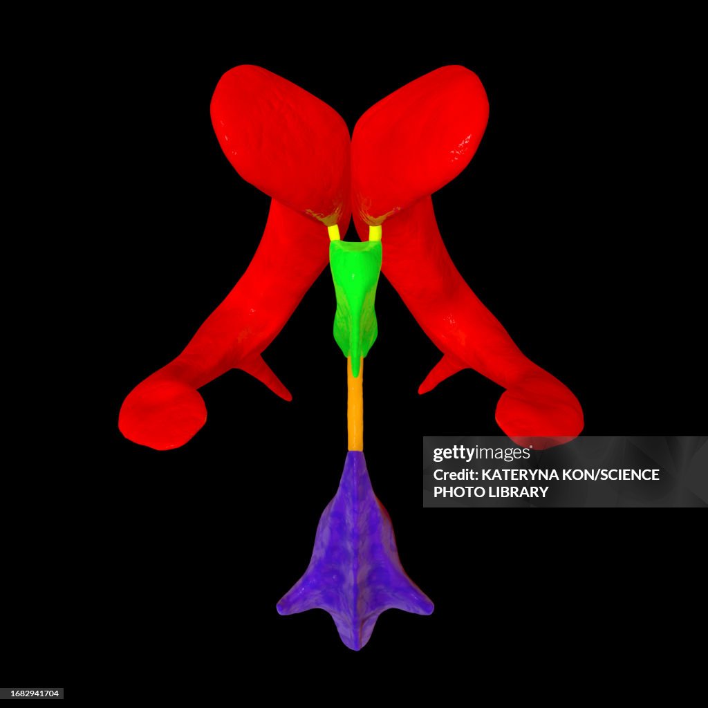 Ventricular System Of The Brain Illustration HighRes Vector Graphic