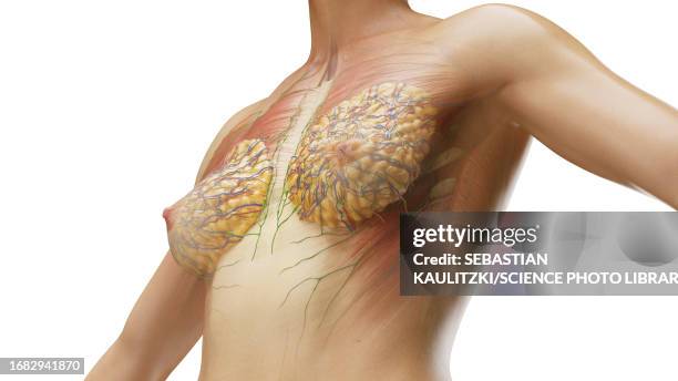 ilustraciones, imágenes clip art, dibujos animados e iconos de stock de breast tissue, illustration - tejido adiposo
