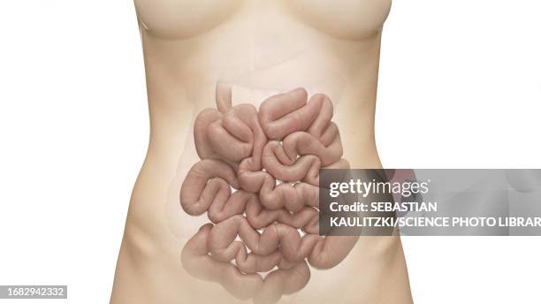 Lower Inntestine 96 Lower Intestine Stock Photos, High-Res Pictures, and Images - Getty ...