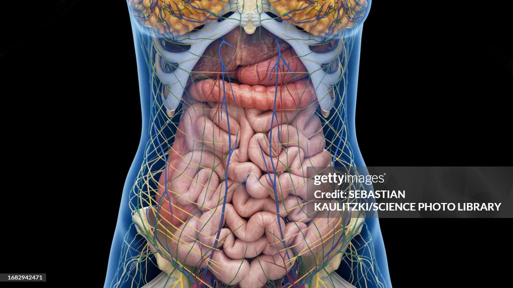 Internal Organs Illustration High Biology Diagrams