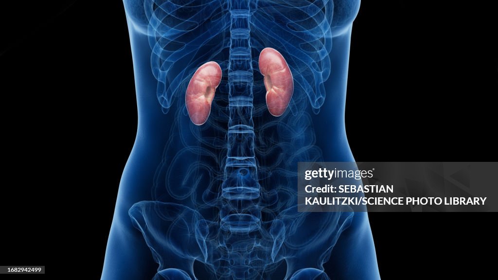 Kidney Base Kidneys Illustration High-Res Vector Graphic - Getty Images