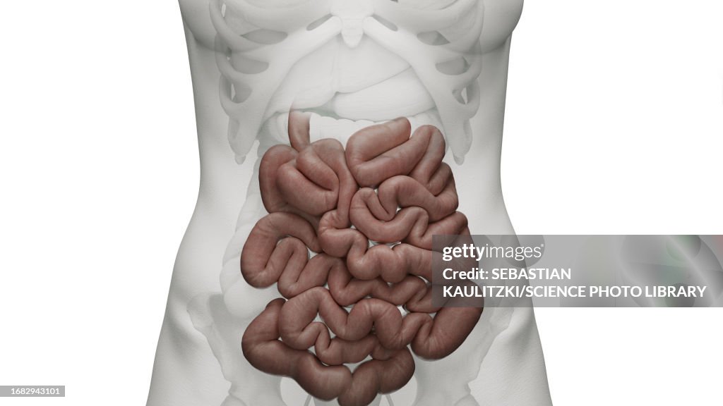 Small Intestine Use Small Intestine Illustration High-Res Vector Graphic - Getty Images