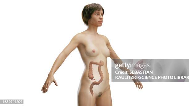 colon, illustration - appendix stock illustrations