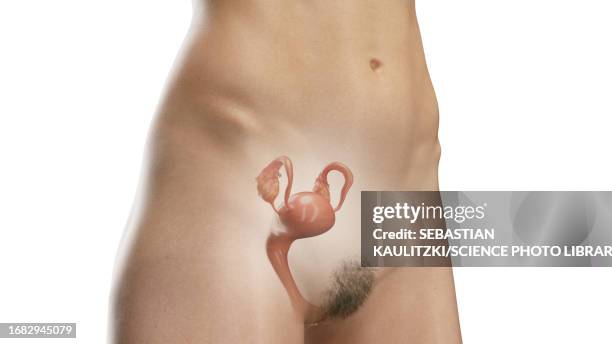 reproductive system, illustration - female reproductive organ stock illustrations