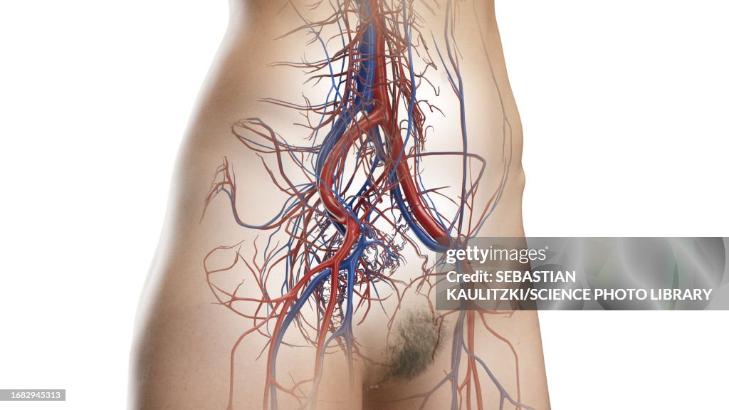 Circulatory system of the abdomen and pelvis, illustration