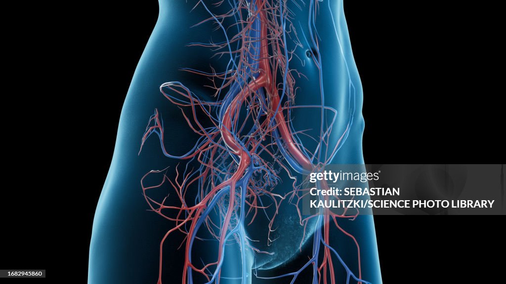 Circulatory system of the abdomen and pelvis, illustration