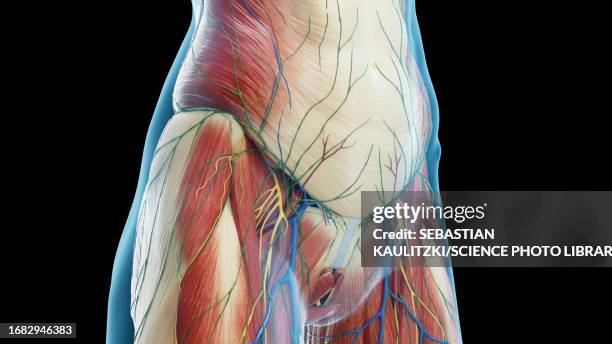 76 photos et images de Internal Oblique Muscle - Getty Images