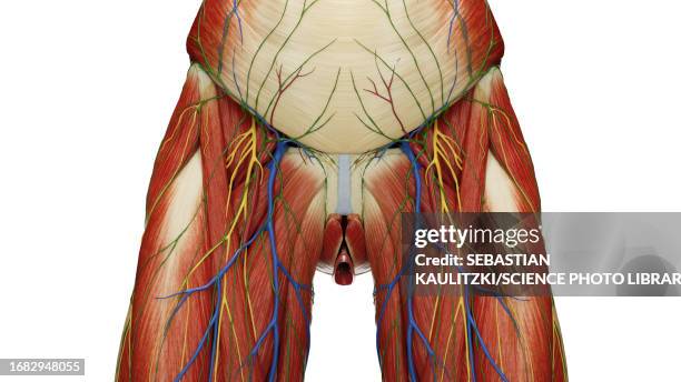 muscles of the abdomen and pelvis, illustration - crime stock illustrations