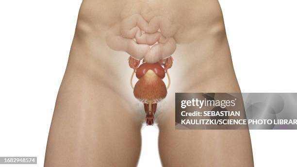 internal organs of the abdomen and pelvis view, illustration - big and small stock illustrations