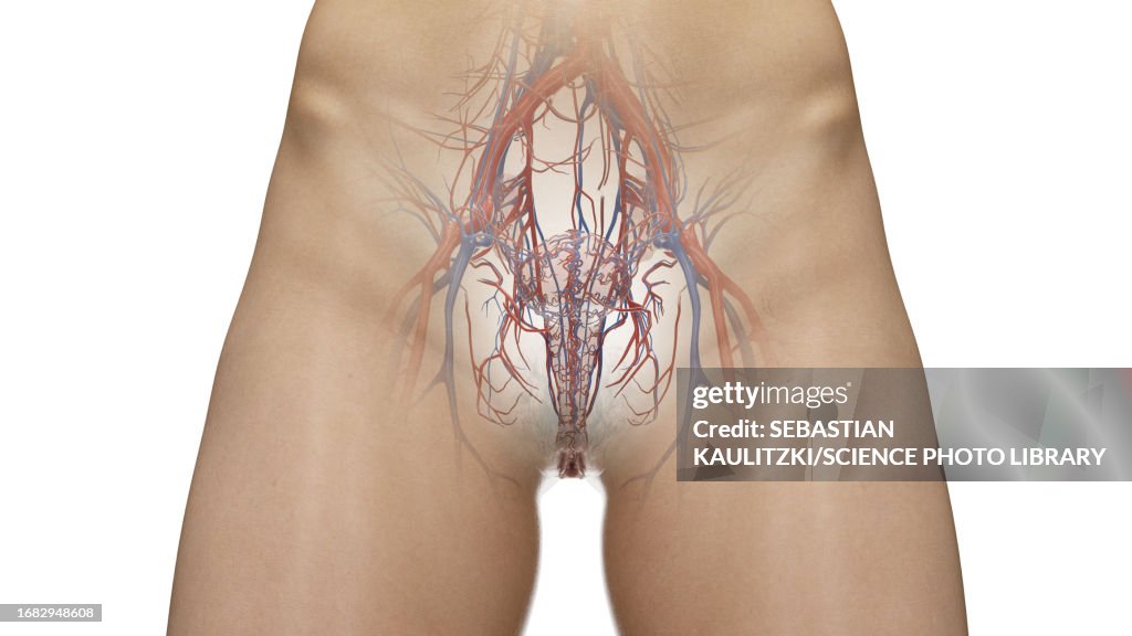 Circulatory system of the abdomen and pelvis, illustration