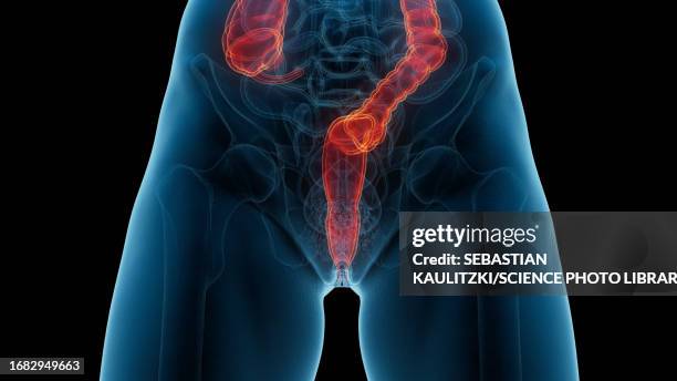 rectum, illustration - anus stock illustrations