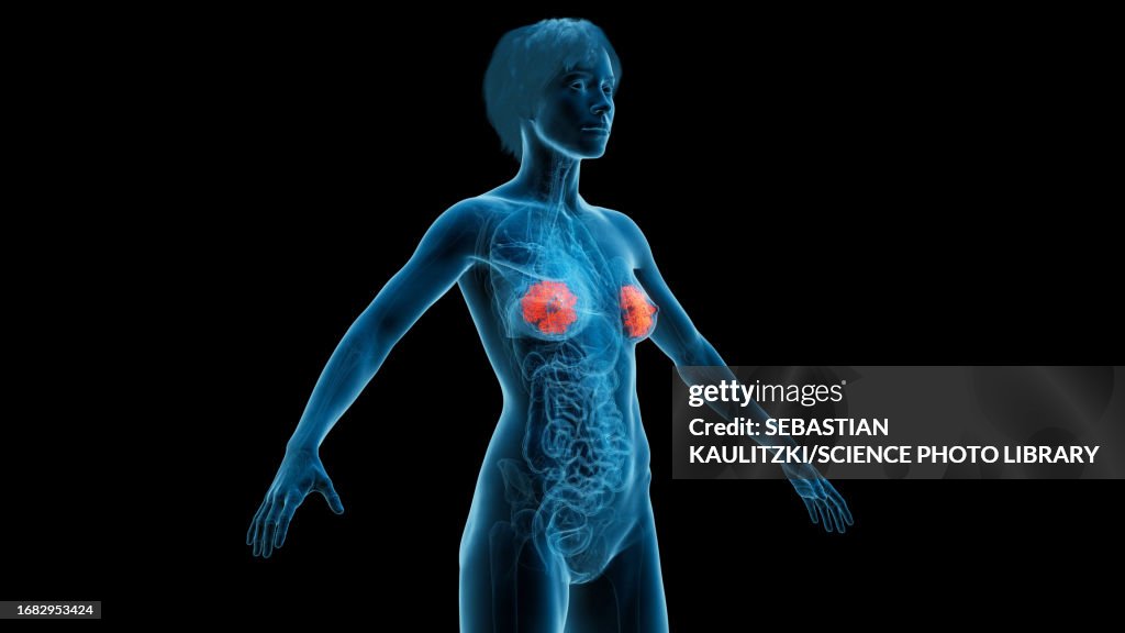 Mammary gland, illustration