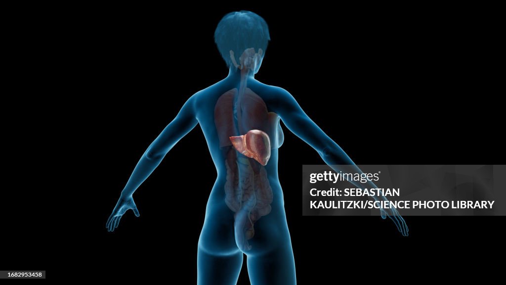 Liver Illustration High-Res Vector Graphic - Getty Images