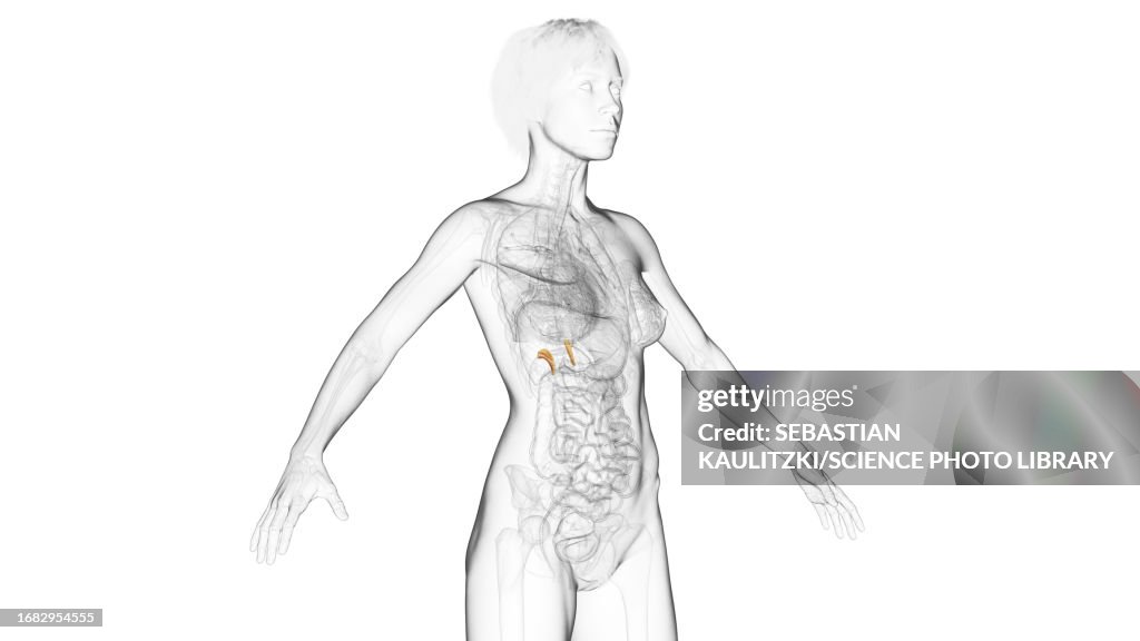 Adrenal glands, illustration