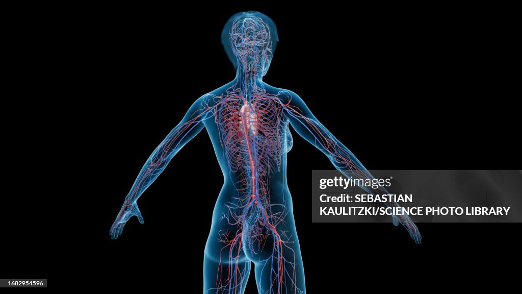 Cardiovascular System Illustration High Biology Diagrams