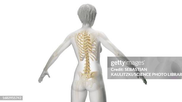 skeleton, illustration - human anatomy organs back view stock illustrations