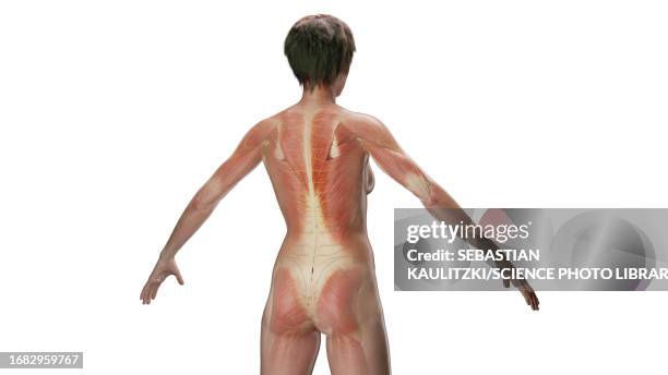 muscular system, illustration - infraspinatus stock illustrations