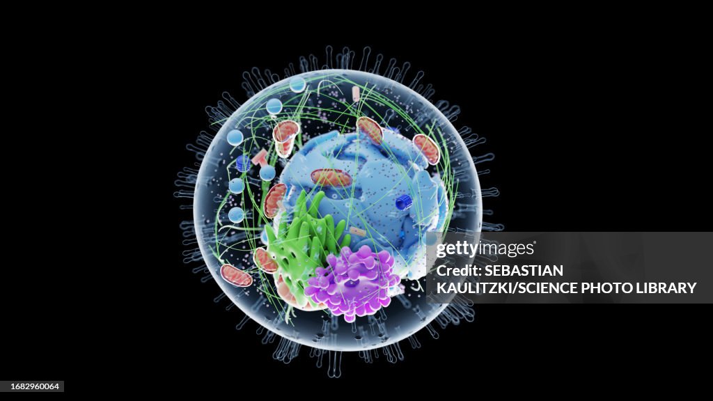 Cell Graphi Human Cell Illustration High-Res Vector Graphic - Getty Images