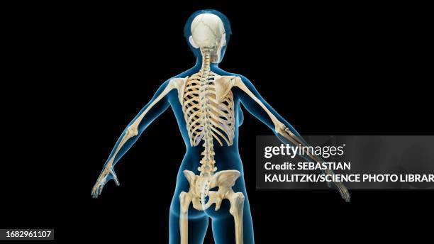 ilustraciones, imágenes clip art, dibujos animados e iconos de stock de skeleton, illustration - radio hueso del brazo