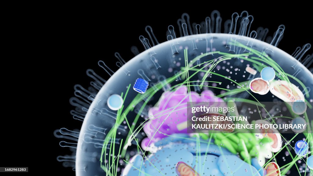 Cell Graphi Human Cell Illustration High-Res Vector Graphic - Getty Images