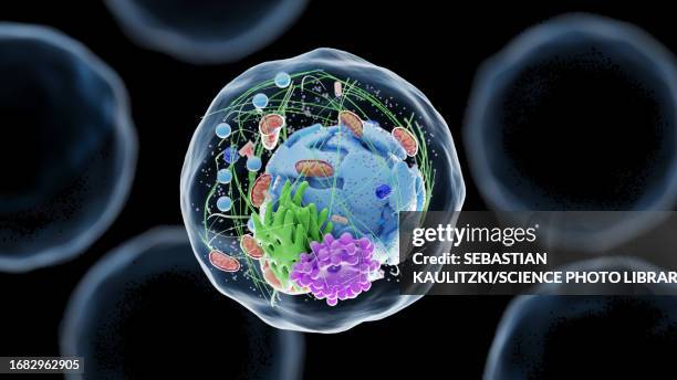 ilustrações de stock, clip art, desenhos animados e ícones de human cell, illustration - mitocôndria