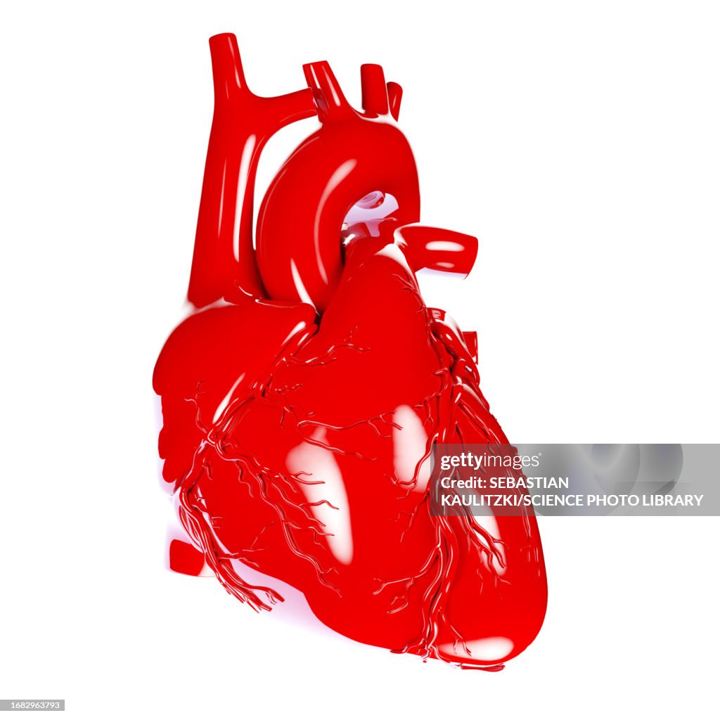 Human heart, illustration