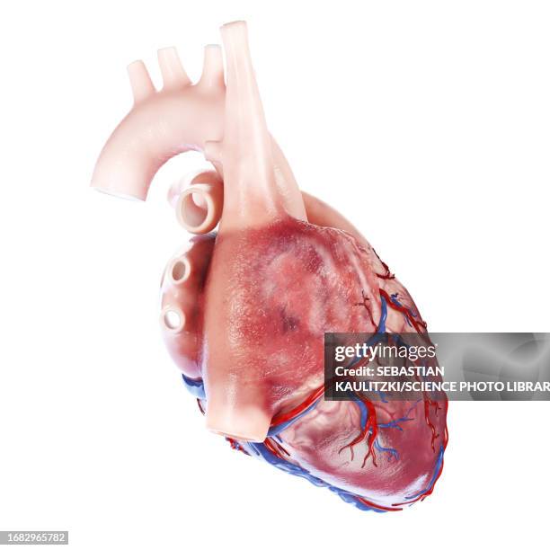 human heart, illustration - coronary artery点のイラスト素材／クリップアート素材／マンガ素材／アイコン素材