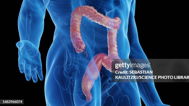 Intestine Rack 3,868 Large Intestine Anatomy Stock Photos, High-Res Pictures, and ...