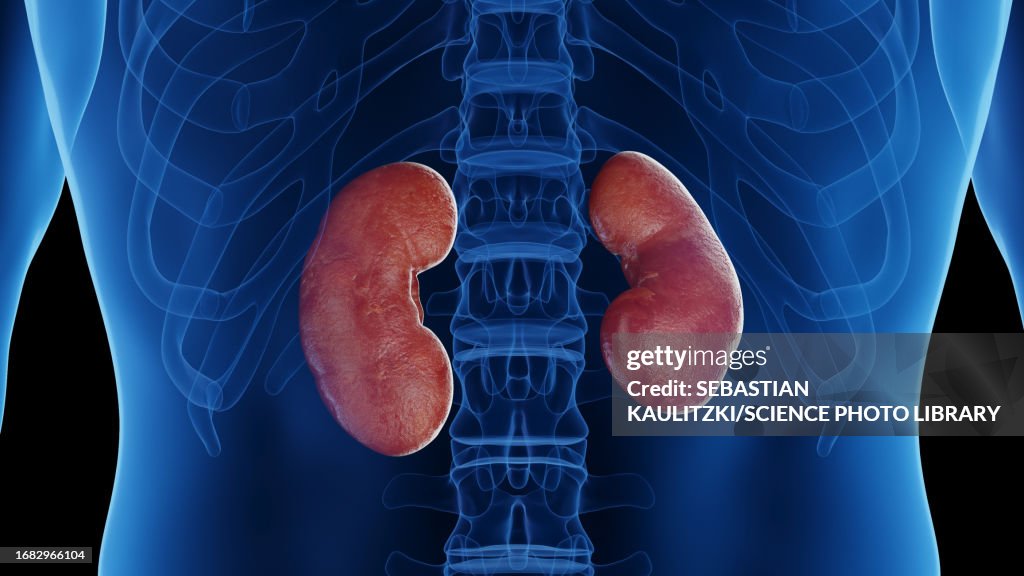 Kidney Base Male Kidneys Illustration High-Res Vector Graphic - Getty Images