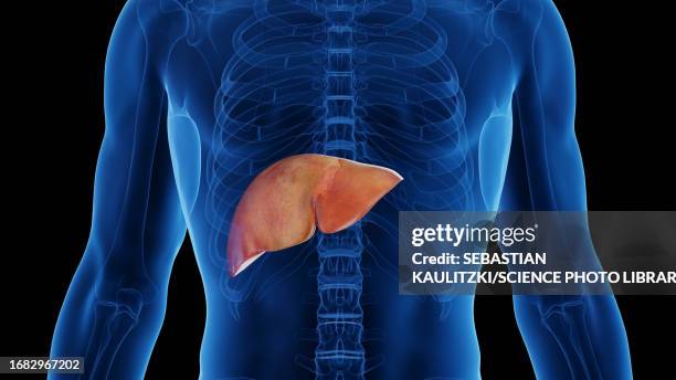 male liver, illustration - hepatitis stock-grafiken, -clipart, -cartoons und -symbole