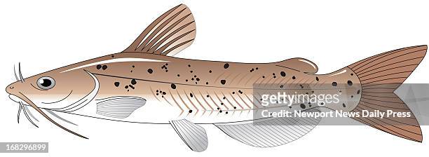 Color illustration of channel catfish.