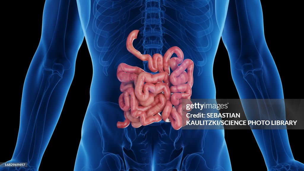 Small Intestine Use Male Small Intestine Illustration High-Res Vector Graphic - Getty Images