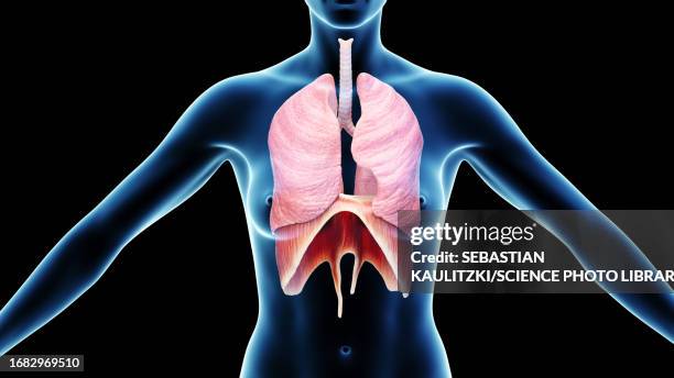 female respiratory system, illustration - zwerchfell stock-grafiken, -clipart, -cartoons und -symbole