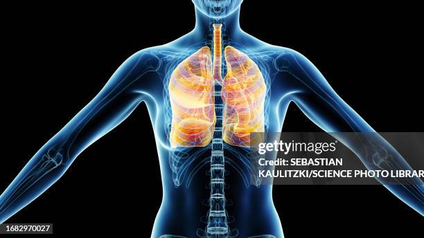 female lungs and bronchia, illustration - thorax stock illustrations