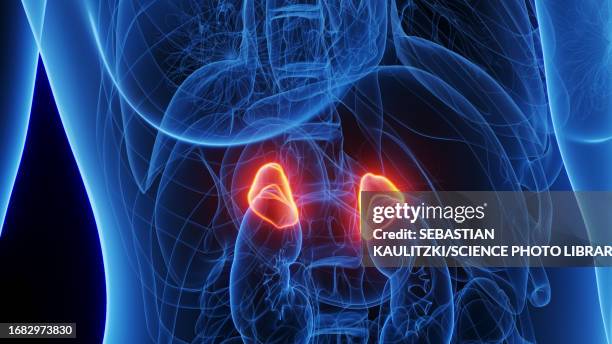 female adrenal glands, illustration - nebenniere stock-grafiken, -clipart, -cartoons und -symbole