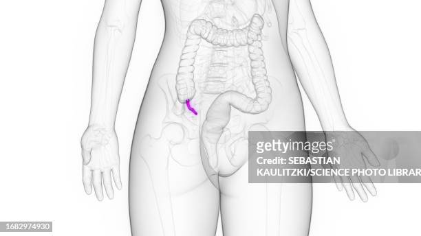 female appendix, illustration - vestigial wing stock-grafiken, -clipart, -cartoons und -symbole