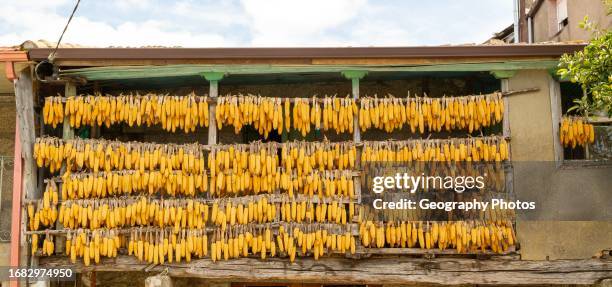 Corn cobs maize hanging out to dry outside a house in village of Cenlle, Galicia, Spain.