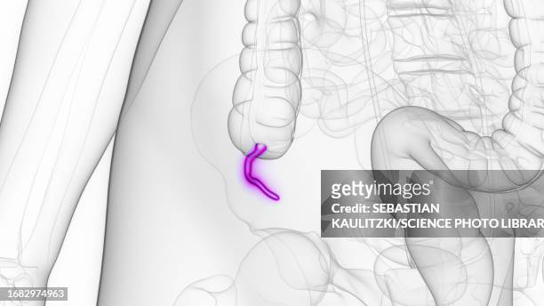female appendix, illustration - vestigial wing stock illustrations
