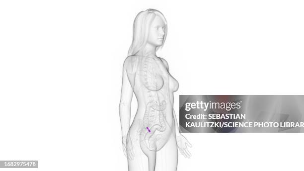 female appendix, illustration - vestigial wing stock-grafiken, -clipart, -cartoons und -symbole