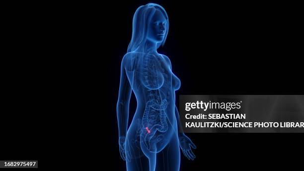 female appendix, illustration - vestigial wing stock-grafiken, -clipart, -cartoons und -symbole