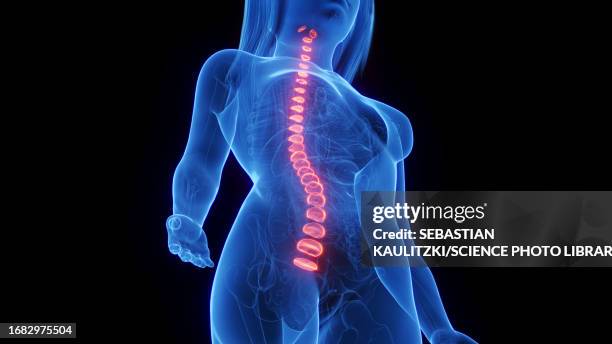 female intervertebral discs, illustration - fibrocartilage stock illustrations