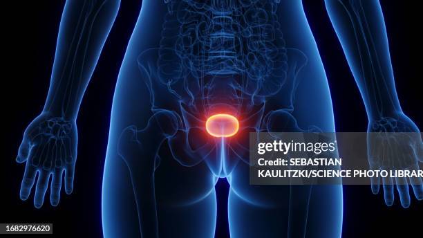 ilustrações de stock, clip art, desenhos animados e ícones de female urinary bladder, illustration - músculo humano