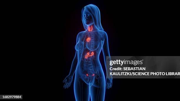 female endocrine system, illustration - thymus stock illustrations