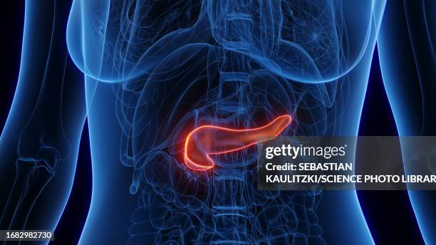 female pancreas, illustration - metabolismus stock-grafiken, -clipart, -cartoons und -symbole
