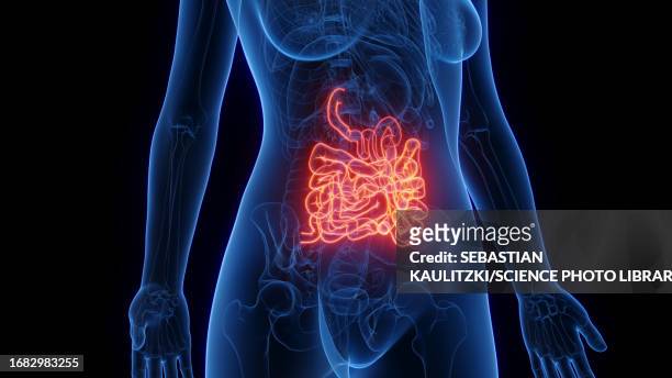 female small intestine, illustration - intestine 3d stock illustrations