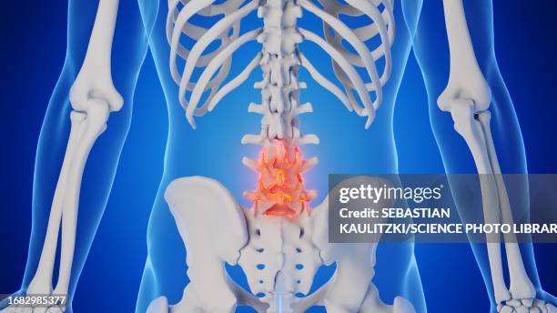 male lumbar spine, illustration - human anatomy organs back view stock illustrations