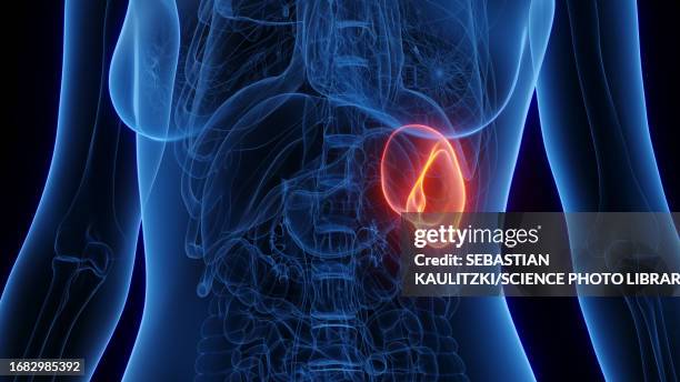 female spleen, illustration - spleen stock illustrations